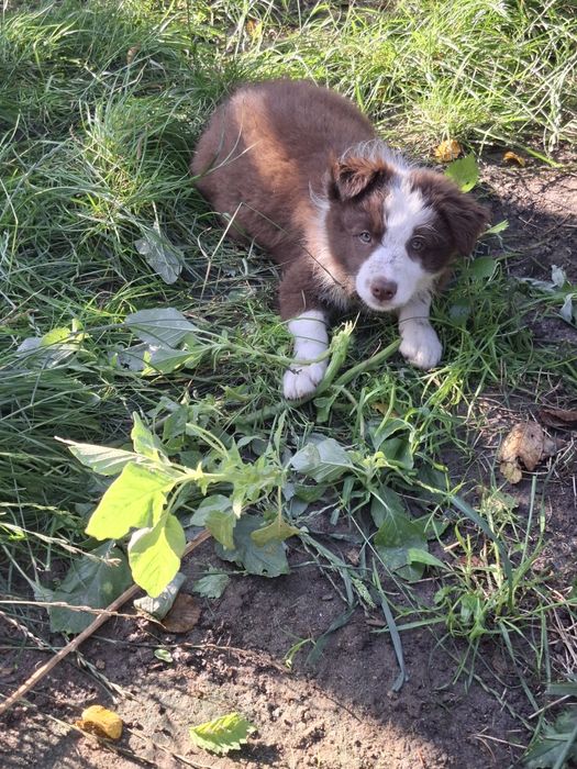 Benji szczeniak Border Collie