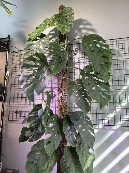 Monstera Dubia - ogromna 2 metrowa roslina