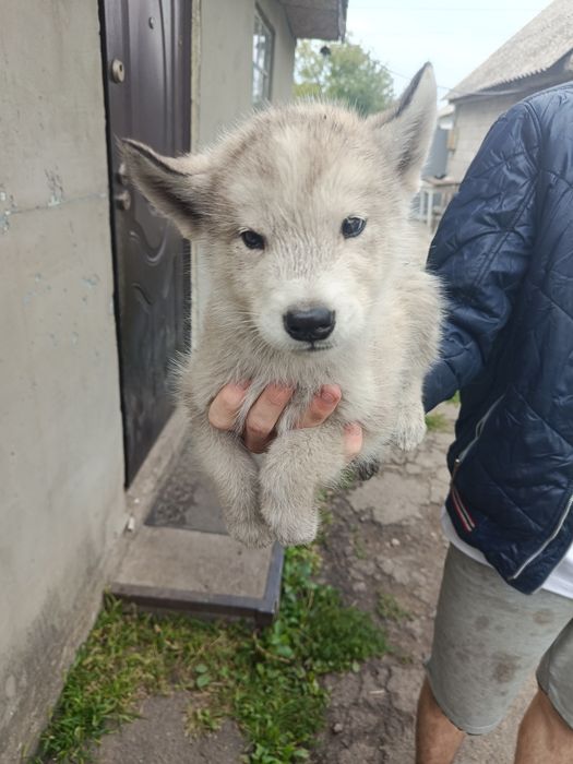 продажа алясинских маламутов