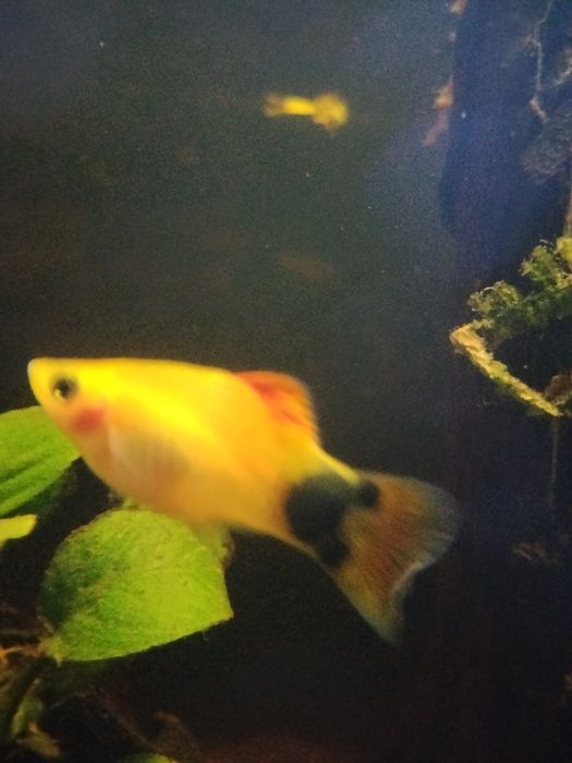 Zmienniak plamisty mickey mouse 2 sztuki