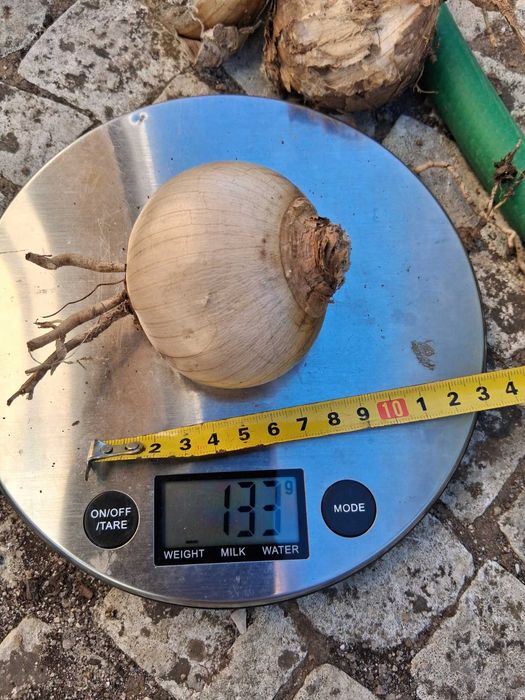Bolbos de Amarylis Belladona ou Meninas-para-a-escola