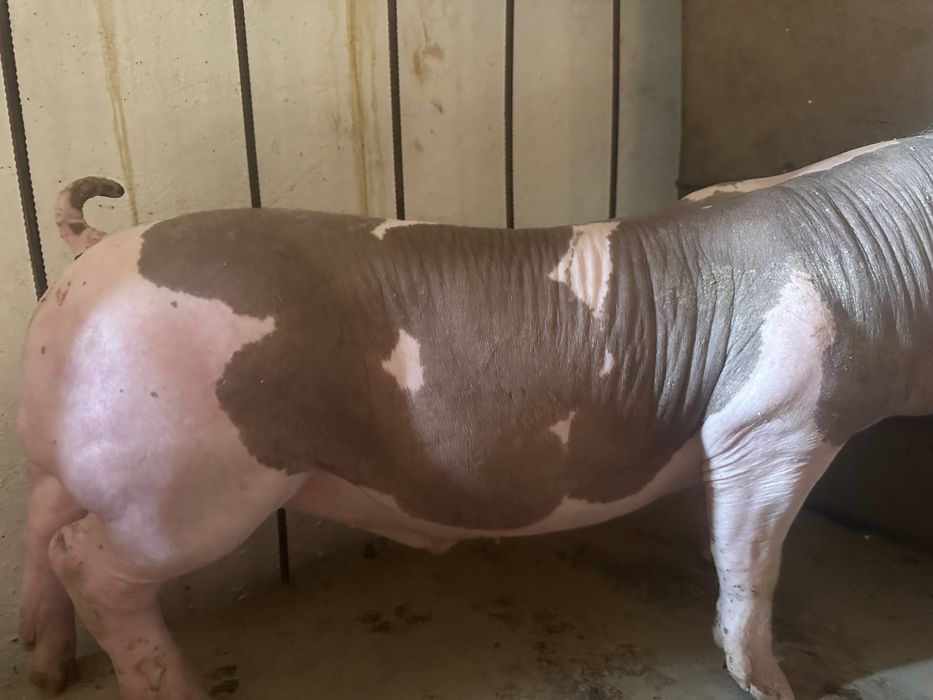 Продам кнур петрен