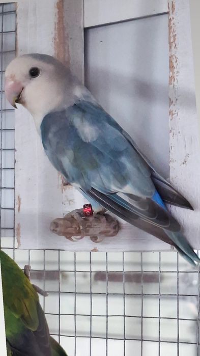 Agapornis roseicollis Macho