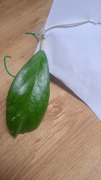 Hoya. Sp.MTO9 - cięta