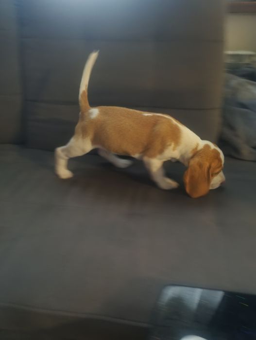 Sprzedam pieska Beagle Bicolor z rodowodem.
