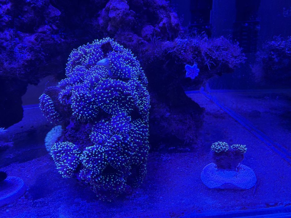 Akwarium morskie 49l