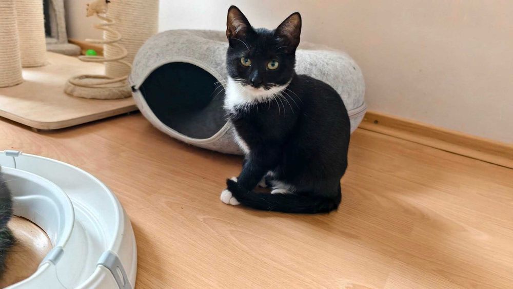 Słodka koteczka do adopcji - Bajaderka