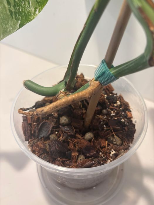 A1 - Monstera Variegata - cała roślina