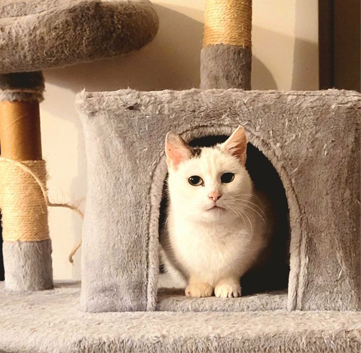 Starsza, spokojna kotka szuka swojego miejsca na ziemi!