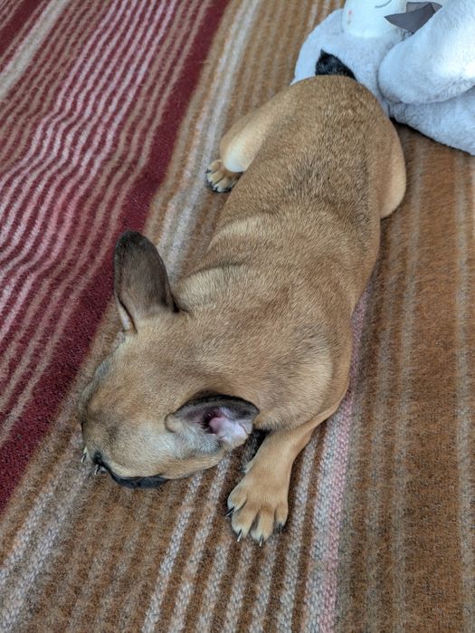 Чудова руденька міні  дівчинка в пошуку люблячої родини