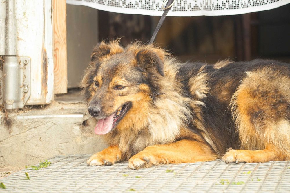 Fasta - kudlata suczka szuka domu