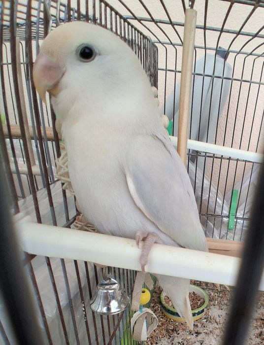 Roseicollis fêmea com 2 meses doméstica