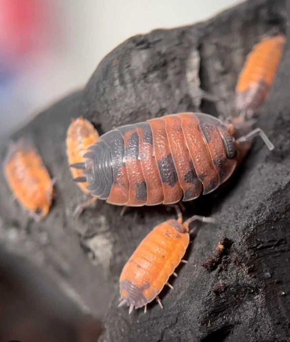 Porcellio scaber lava pakiet 10 sztuk /Wysyłka