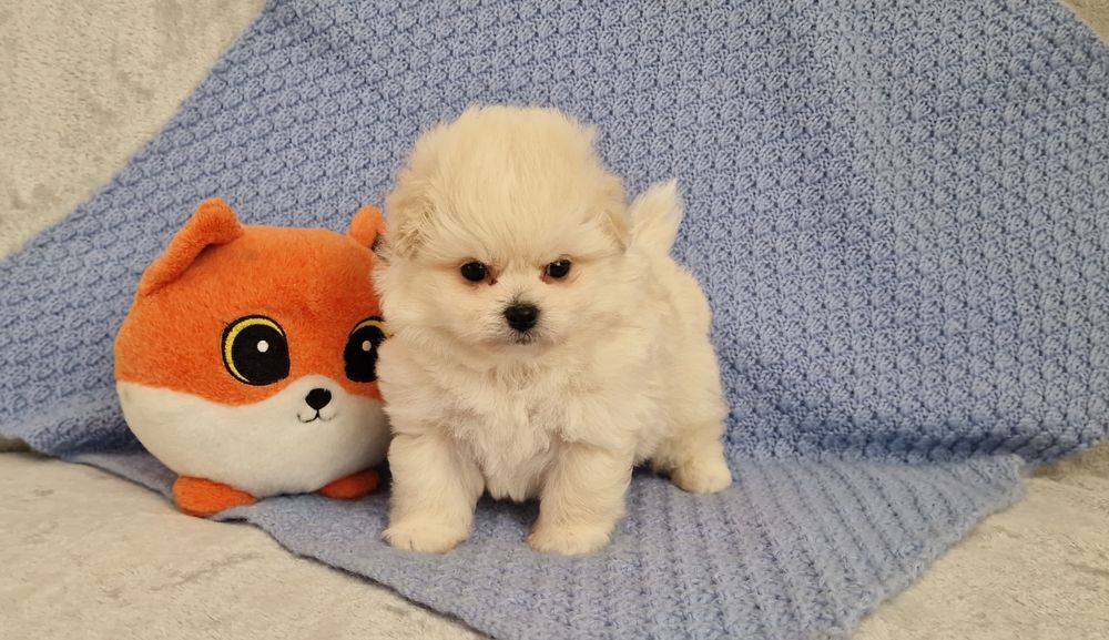 Śliczna biała suczka,  Pomapoo