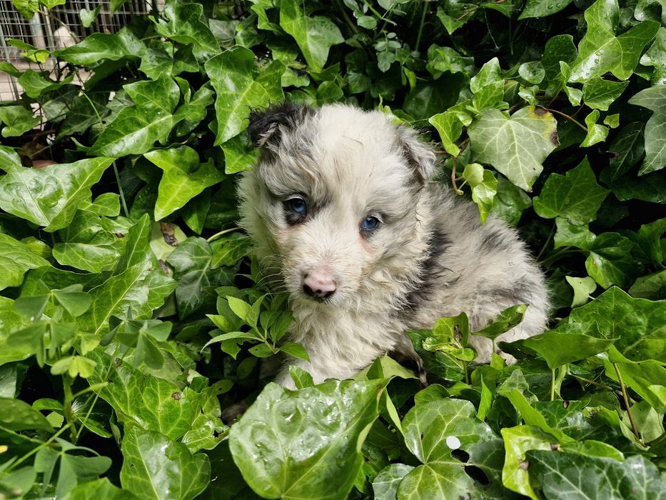 Border Collie piesek niebieskoki