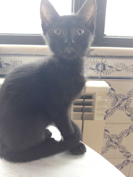 Gatinho e gatinha pretos - zona de Coimbra