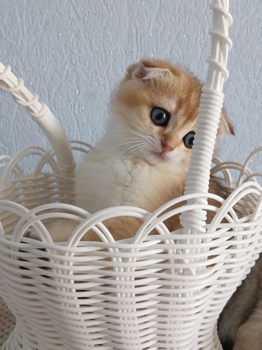 Щастя і радість в дім