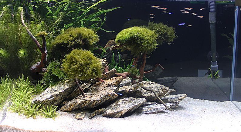 Каміння для акваріума мерехтливе дерево (GLIMMER WOOD ROCK)