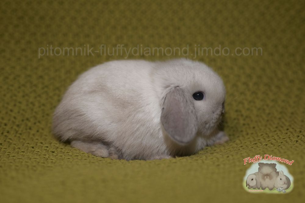 Дівчинка породи NHD (Nederlandse Hangoor Dwerg)