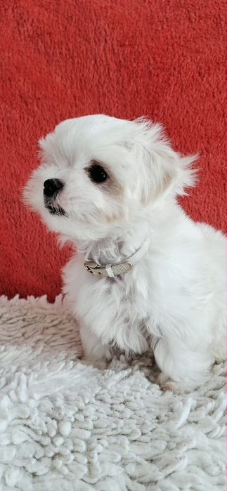 Maltańczyki Maltańczyk piesek rod 4pok.-pełny