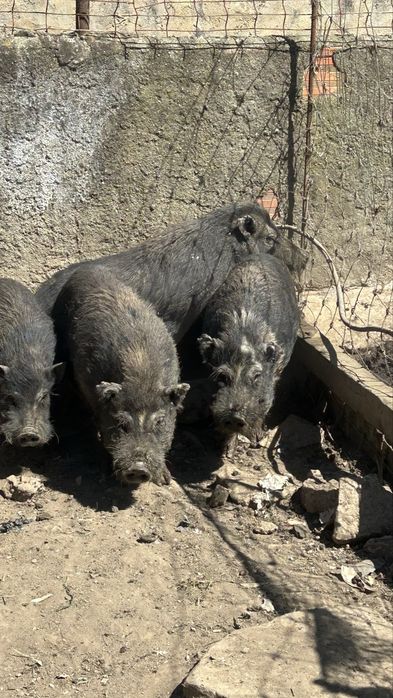 Porcos vietnamitas  para venda – 60 - cada