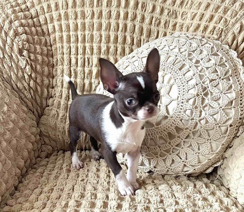 Девочка чихуа шоколад, 3,5 месяца