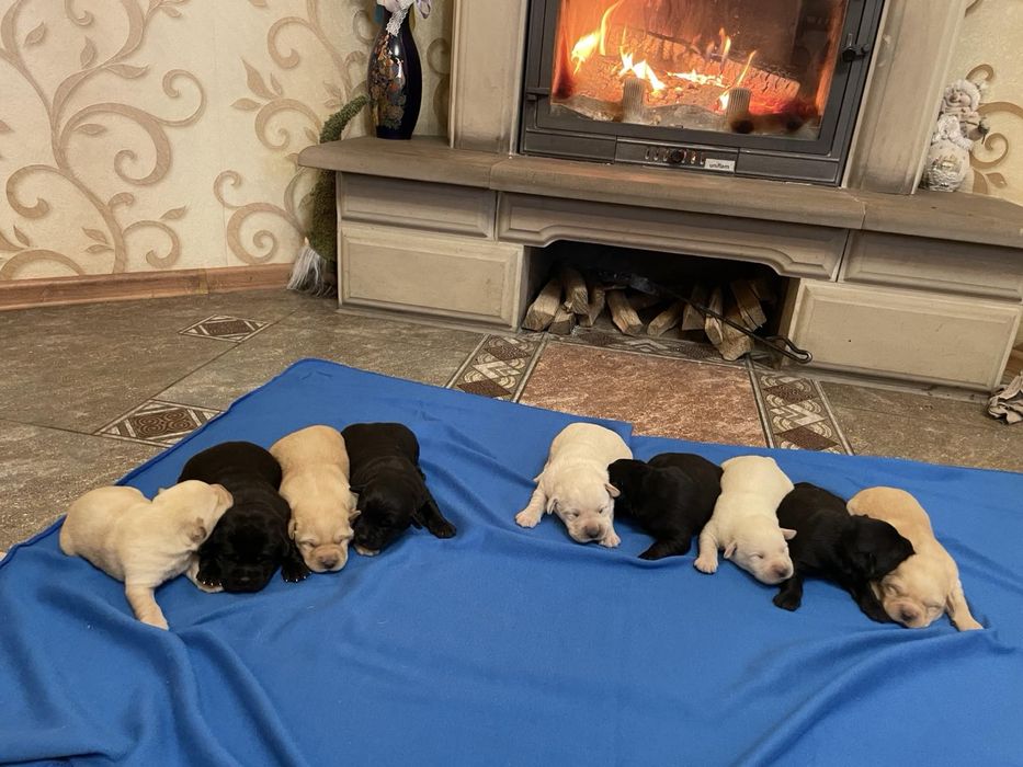 Лабрадор ретривер