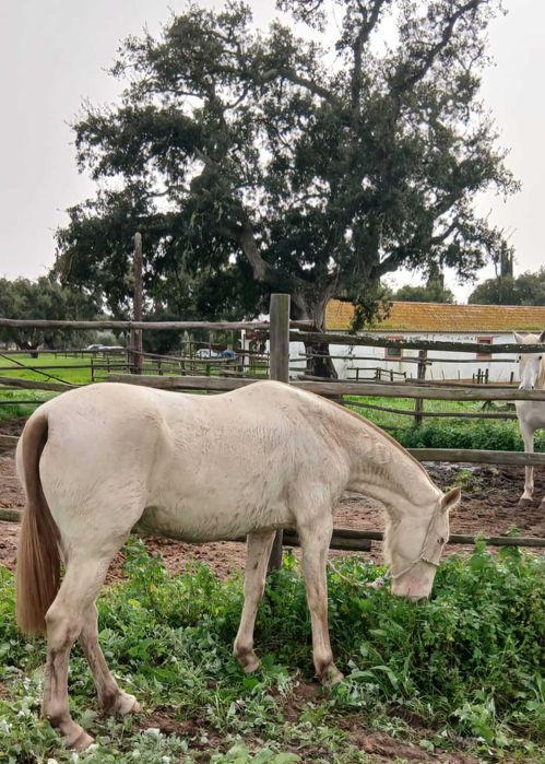 Égua Isabel PSL - pontuada