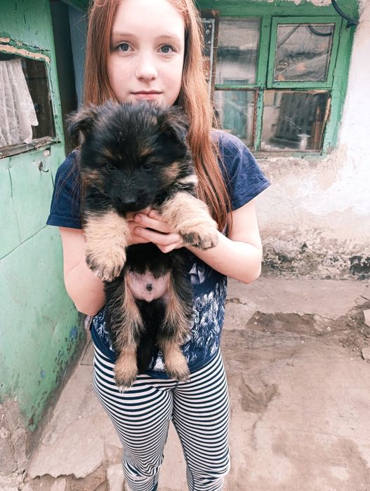 Щенкі німецької вівчарки