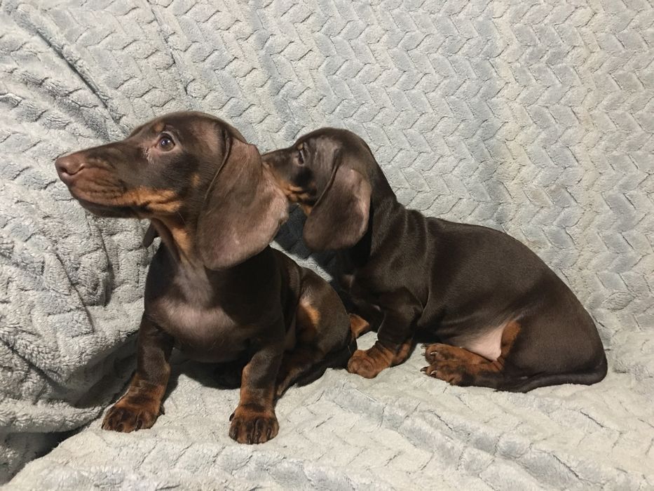 Щенки  Таксы