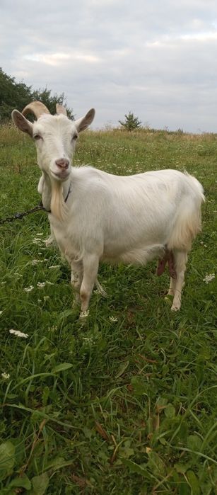 Продам козу. Дійна коза 2,5 роки.  .