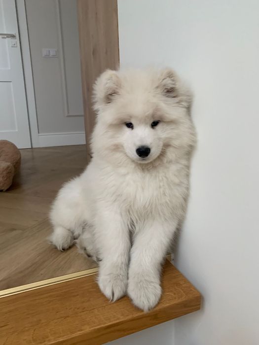 SAMOYED  ZKwP FCI  plany hodowlane na 2026
