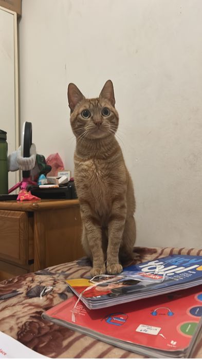 Eu estpu a fiar esse gaoto faísca e esse coelho caramelo