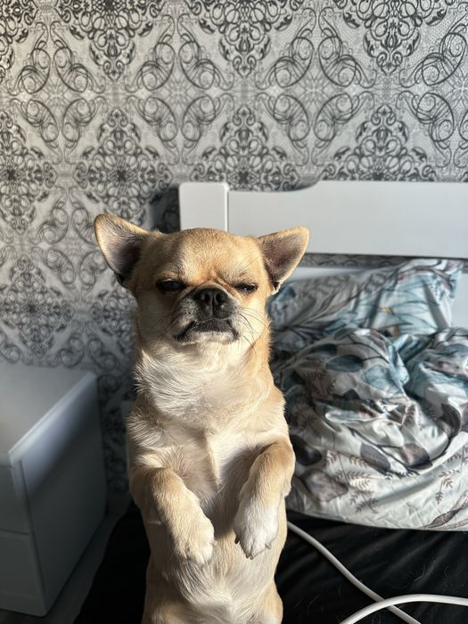 Продам чихуахуа и шпица