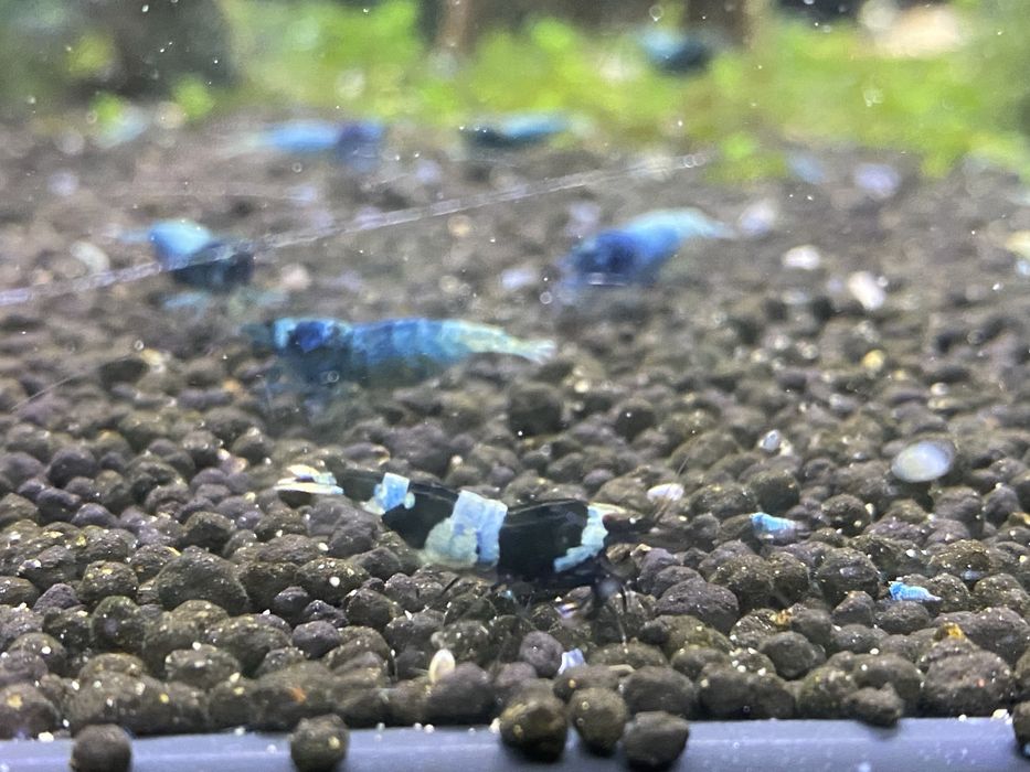 Caridina Blue Bolt