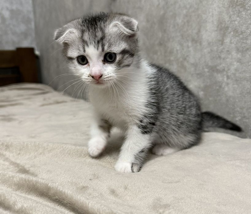 Віддам котика у добрі руки