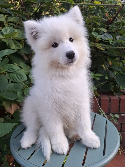 Samoyed suczka *już do odbioru*