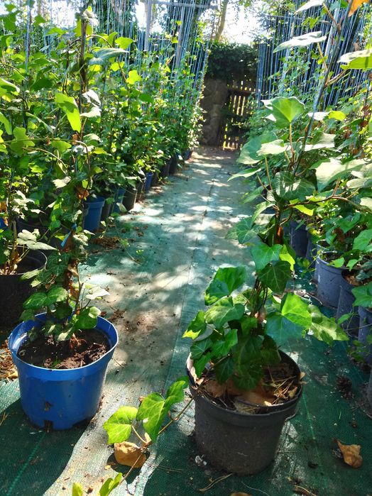 bluszcz   hedera helix , zimozielony do  150 cm