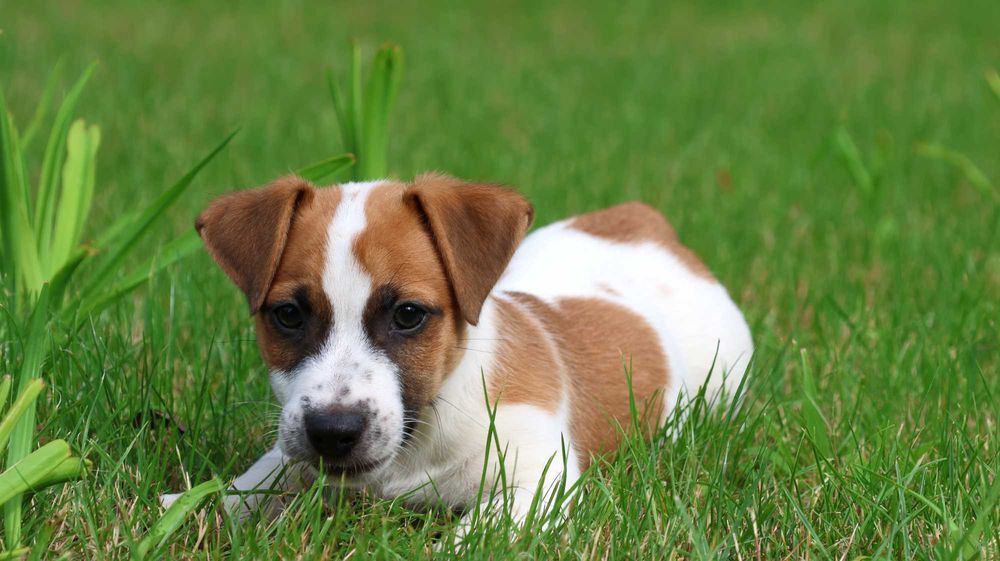 Wspaniały Piesek HEX - Jack Russell Terrier z hodowli "BREFIO"-do odbioru