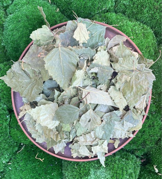 Листя берези , береза