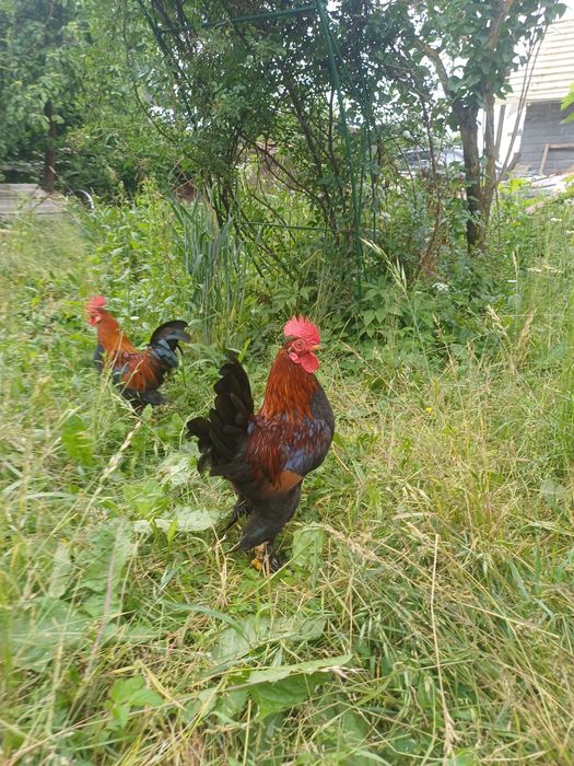 Продам кури,  бентамки, карликові, ліліпути.