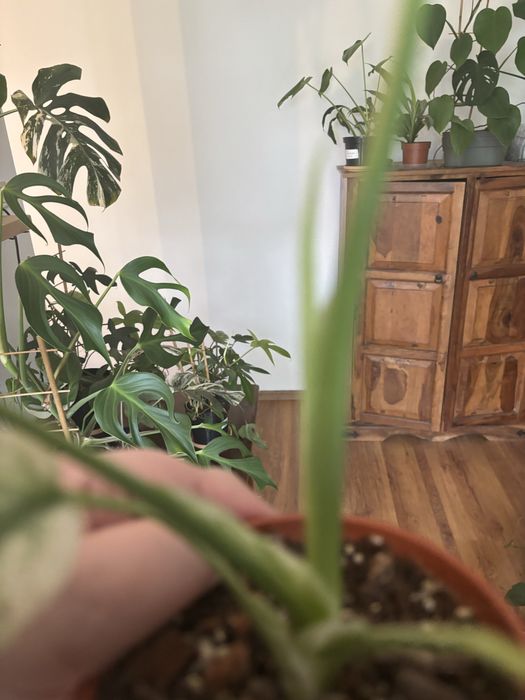 Monstera white mint
