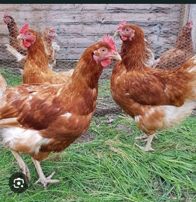 Продам курей-несучок з доставкою по замовленню.