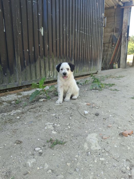 border    collie