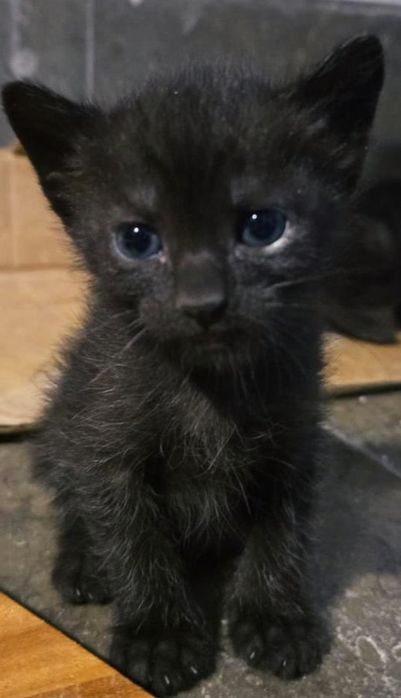 Gatinhos lindos  para adopção.