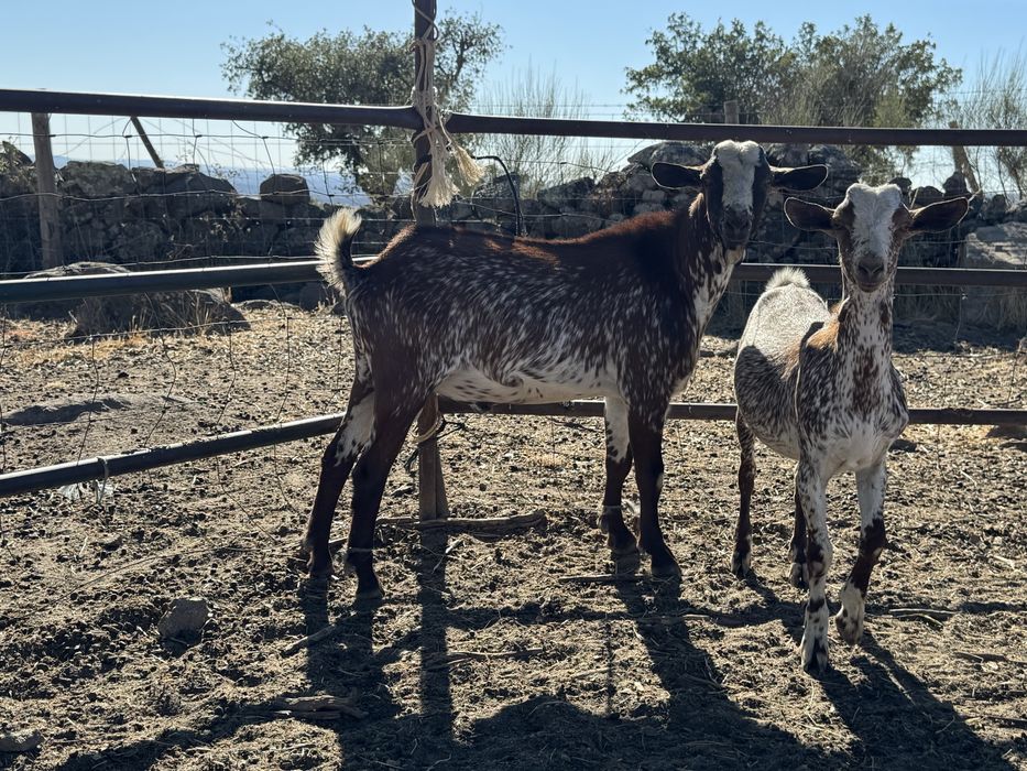 Chibos floridos 10 e 4 meses
