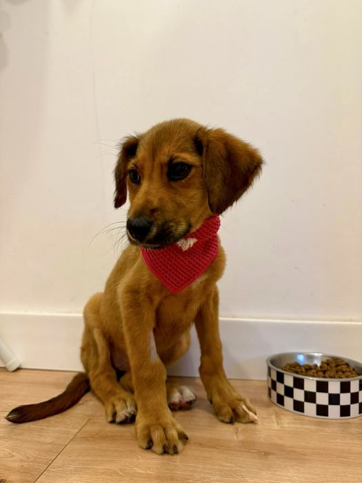 Cadela bebé para adoção responsável