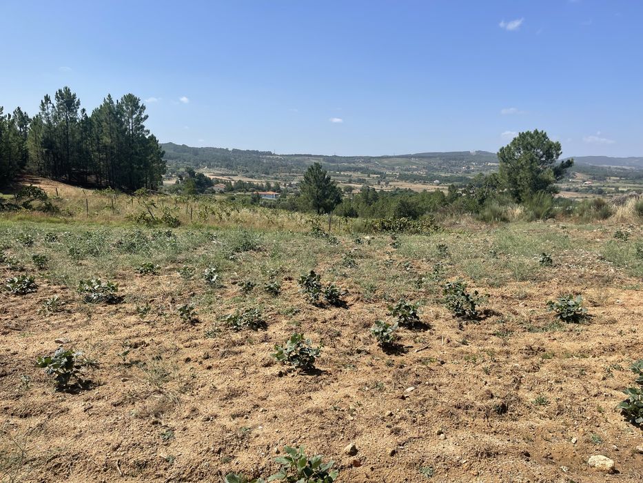 Terreno-Quinta em Caria 5 Hectares Vinha Rustico/Urbano