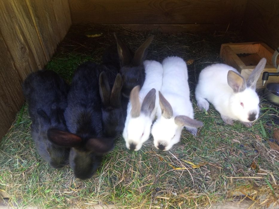 Sprzedam króliki rasa francuski srebrzysty + kalifornijski