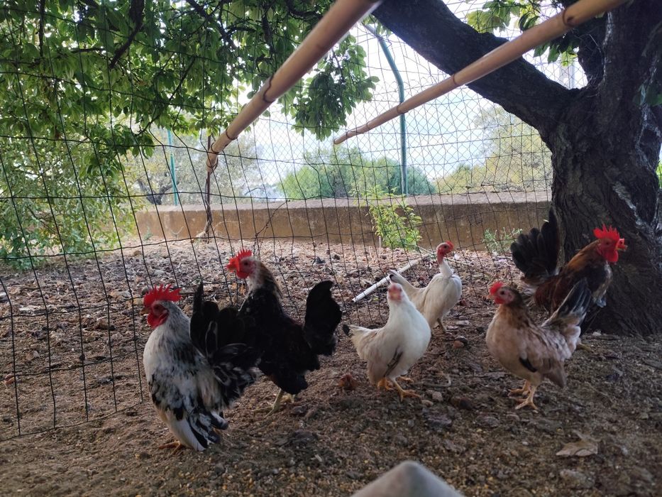 Seramas mini galinhas um casal